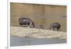 Africa, Kenya, Masai Mara National Reserve, Mara River. Hippopotamus Mother, father and baby.-Emily Wilson-Framed Photographic Print