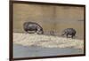 Africa, Kenya, Masai Mara National Reserve, Mara River. Hippopotamus Mother, father and baby.-Emily Wilson-Framed Photographic Print