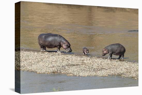 Africa, Kenya, Masai Mara National Reserve, Mara River. Hippopotamus Mother, father and baby.-Emily Wilson-Stretched Canvas