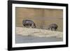 Africa, Kenya, Masai Mara National Reserve, Mara River. Hippopotamus Mother, father and baby.-Emily Wilson-Framed Photographic Print