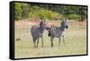 Africa, Kenya, Masai Mara National Reserve. Plains Zebra, Equus quagga.-Emily Wilson-Framed Stretched Canvas