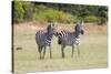 Africa, Kenya, Masai Mara National Reserve. Plains Zebra, Equus quagga.-Emily Wilson-Stretched Canvas