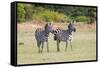 Africa, Kenya, Masai Mara National Reserve. Plains Zebra, Equus quagga.-Emily Wilson-Framed Stretched Canvas