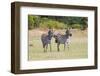 Africa, Kenya, Masai Mara National Reserve. Plains Zebra, Equus quagga.-Emily Wilson-Framed Photographic Print