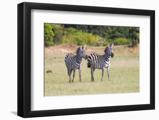 Africa, Kenya, Masai Mara National Reserve. Plains Zebra, Equus quagga.-Emily Wilson-Framed Photographic Print