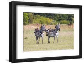 Africa, Kenya, Masai Mara National Reserve. Plains Zebra, Equus quagga.-Emily Wilson-Framed Photographic Print