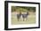 Africa, Kenya, Masai Mara National Reserve. Plains Zebra, Equus quagga.-Emily Wilson-Framed Photographic Print