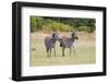 Africa, Kenya, Masai Mara National Reserve. Plains Zebra, Equus quagga.-Emily Wilson-Framed Photographic Print