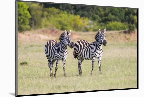 Africa, Kenya, Masai Mara National Reserve. Plains Zebra, Equus quagga.-Emily Wilson-Mounted Photographic Print