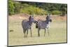 Africa, Kenya, Masai Mara National Reserve. Plains Zebra, Equus quagga.-Emily Wilson-Mounted Photographic Print