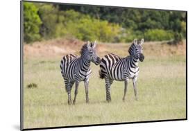 Africa, Kenya, Masai Mara National Reserve. Plains Zebra, Equus quagga.-Emily Wilson-Mounted Photographic Print