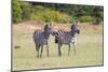 Africa, Kenya, Masai Mara National Reserve. Plains Zebra, Equus quagga.-Emily Wilson-Mounted Photographic Print