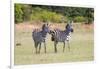 Africa, Kenya, Masai Mara National Reserve. Plains Zebra, Equus quagga.-Emily Wilson-Framed Photographic Print