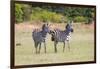 Africa, Kenya, Masai Mara National Reserve. Plains Zebra, Equus quagga.-Emily Wilson-Framed Photographic Print