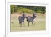 Africa, Kenya, Masai Mara National Reserve. Plains Zebra, Equus quagga.-Emily Wilson-Framed Premium Photographic Print