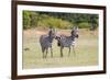 Africa, Kenya, Masai Mara National Reserve. Plains Zebra, Equus quagga.-Emily Wilson-Framed Premium Photographic Print
