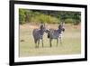 Africa, Kenya, Masai Mara National Reserve. Plains Zebra, Equus quagga.-Emily Wilson-Framed Premium Photographic Print