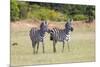 Africa, Kenya, Masai Mara National Reserve. Plains Zebra, Equus quagga.-Emily Wilson-Mounted Premium Photographic Print