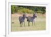 Africa, Kenya, Masai Mara National Reserve. Plains Zebra, Equus quagga.-Emily Wilson-Framed Photographic Print