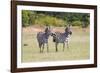 Africa, Kenya, Masai Mara National Reserve. Plains Zebra, Equus quagga.-Emily Wilson-Framed Photographic Print