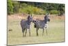 Africa, Kenya, Masai Mara National Reserve. Plains Zebra, Equus quagga.-Emily Wilson-Mounted Photographic Print