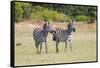 Africa, Kenya, Masai Mara National Reserve. Plains Zebra, Equus quagga.-Emily Wilson-Framed Stretched Canvas