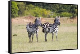 Africa, Kenya, Masai Mara National Reserve. Plains Zebra, Equus quagga.-Emily Wilson-Framed Stretched Canvas