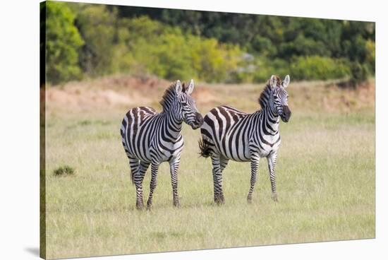 Africa, Kenya, Masai Mara National Reserve. Plains Zebra, Equus quagga.-Emily Wilson-Stretched Canvas