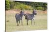 Africa, Kenya, Masai Mara National Reserve. Plains Zebra, Equus quagga.-Emily Wilson-Stretched Canvas