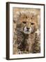 Africa, Kenya, Masai Mara National Reserve. Portrait of cheetah cub.-Jaynes Gallery-Framed Photographic Print