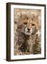 Africa, Kenya, Masai Mara National Reserve. Portrait of cheetah cub.-Jaynes Gallery-Framed Premium Photographic Print