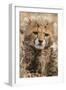 Africa, Kenya, Masai Mara National Reserve. Portrait of cheetah cub.-Jaynes Gallery-Framed Premium Photographic Print