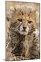 Africa, Kenya, Masai Mara National Reserve. Portrait of cheetah cub.-Jaynes Gallery-Mounted Premium Photographic Print