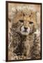 Africa, Kenya, Masai Mara National Reserve. Portrait of cheetah cub.-Jaynes Gallery-Framed Photographic Print