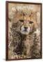 Africa, Kenya, Masai Mara National Reserve. Portrait of cheetah cub.-Jaynes Gallery-Framed Photographic Print