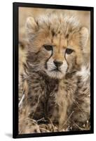 Africa, Kenya, Masai Mara National Reserve. Portrait of cheetah cub.-Jaynes Gallery-Framed Photographic Print