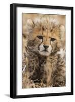 Africa, Kenya, Masai Mara National Reserve. Portrait of cheetah cub.-Jaynes Gallery-Framed Photographic Print
