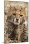 Africa, Kenya, Masai Mara National Reserve. Portrait of cheetah cub.-Jaynes Gallery-Mounted Photographic Print