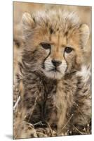 Africa, Kenya, Masai Mara National Reserve. Portrait of cheetah cub.-Jaynes Gallery-Mounted Premium Photographic Print