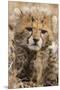 Africa, Kenya, Masai Mara National Reserve. Portrait of cheetah cub.-Jaynes Gallery-Mounted Premium Photographic Print