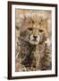 Africa, Kenya, Masai Mara National Reserve. Portrait of cheetah cub.-Jaynes Gallery-Framed Photographic Print