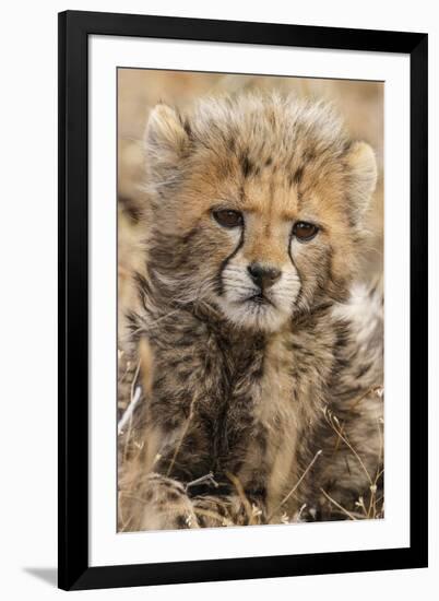 Africa, Kenya, Masai Mara National Reserve. Portrait of cheetah cub.-Jaynes Gallery-Framed Photographic Print