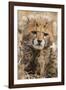 Africa, Kenya, Masai Mara National Reserve. Portrait of cheetah cub.-Jaynes Gallery-Framed Photographic Print