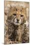 Africa, Kenya, Masai Mara National Reserve. Portrait of cheetah cub.-Jaynes Gallery-Mounted Photographic Print