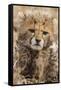 Africa, Kenya, Masai Mara National Reserve. Portrait of cheetah cub.-Jaynes Gallery-Framed Stretched Canvas