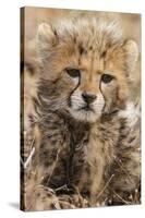 Africa, Kenya, Masai Mara National Reserve. Portrait of cheetah cub.-Jaynes Gallery-Stretched Canvas