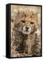 Africa, Kenya, Masai Mara National Reserve. Portrait of cheetah cub.-Jaynes Gallery-Framed Stretched Canvas