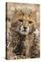 Africa, Kenya, Masai Mara National Reserve. Portrait of cheetah cub.-Jaynes Gallery-Stretched Canvas