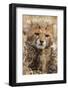 Africa, Kenya, Masai Mara National Reserve. Portrait of cheetah cub.-Jaynes Gallery-Framed Photographic Print