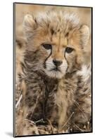 Africa, Kenya, Masai Mara National Reserve. Portrait of cheetah cub.-Jaynes Gallery-Mounted Photographic Print